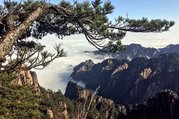A mountainous landscape with a prominent pine tree in the foreground and a valley shrouded in mist.