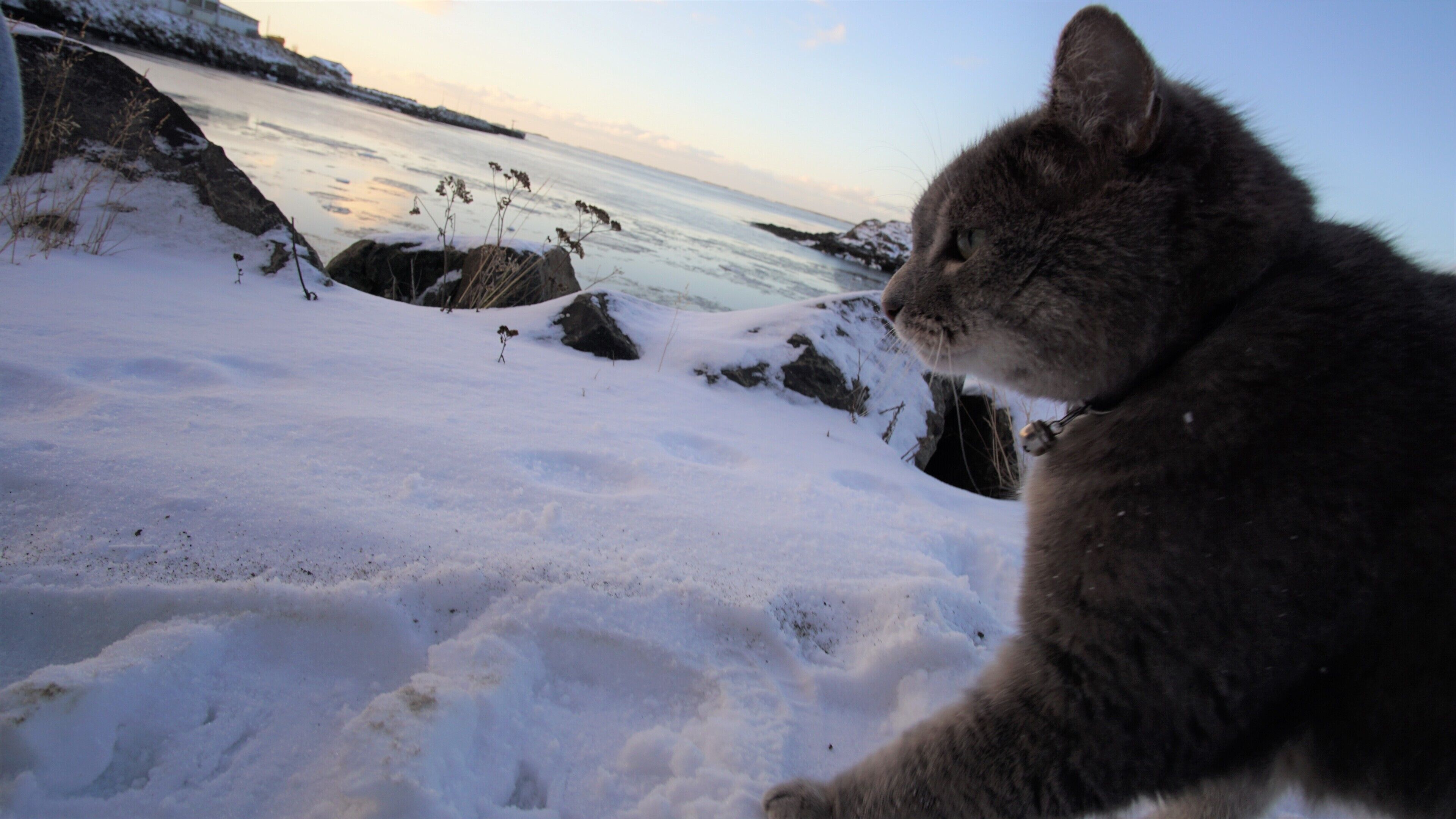 A cat on a snowy beach with rocks and calm water in the background.