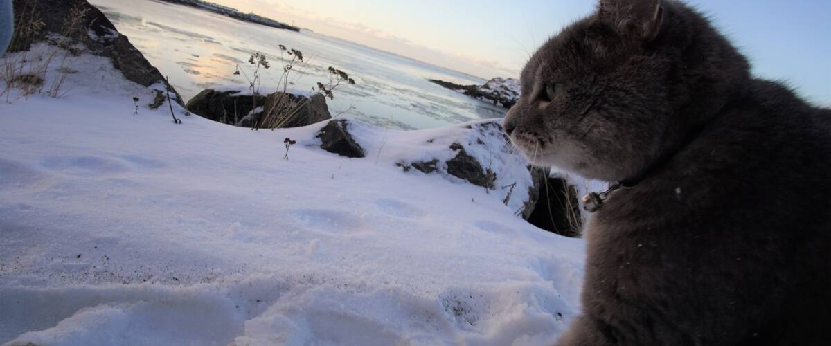 A cat on a snowy beach with rocks and calm water in the background.