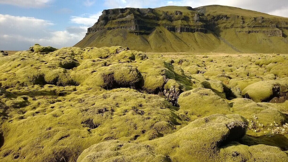 A landscape with moss-covered rocks and a large cliff in the background.