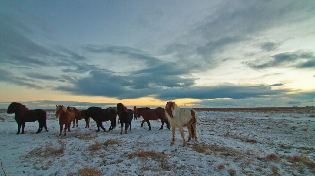 The Beautiful Icelandic Horses!