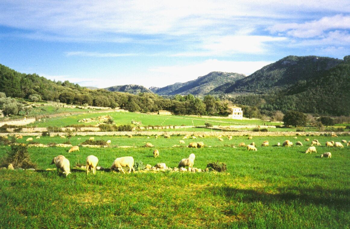 MALLORCA RURAL