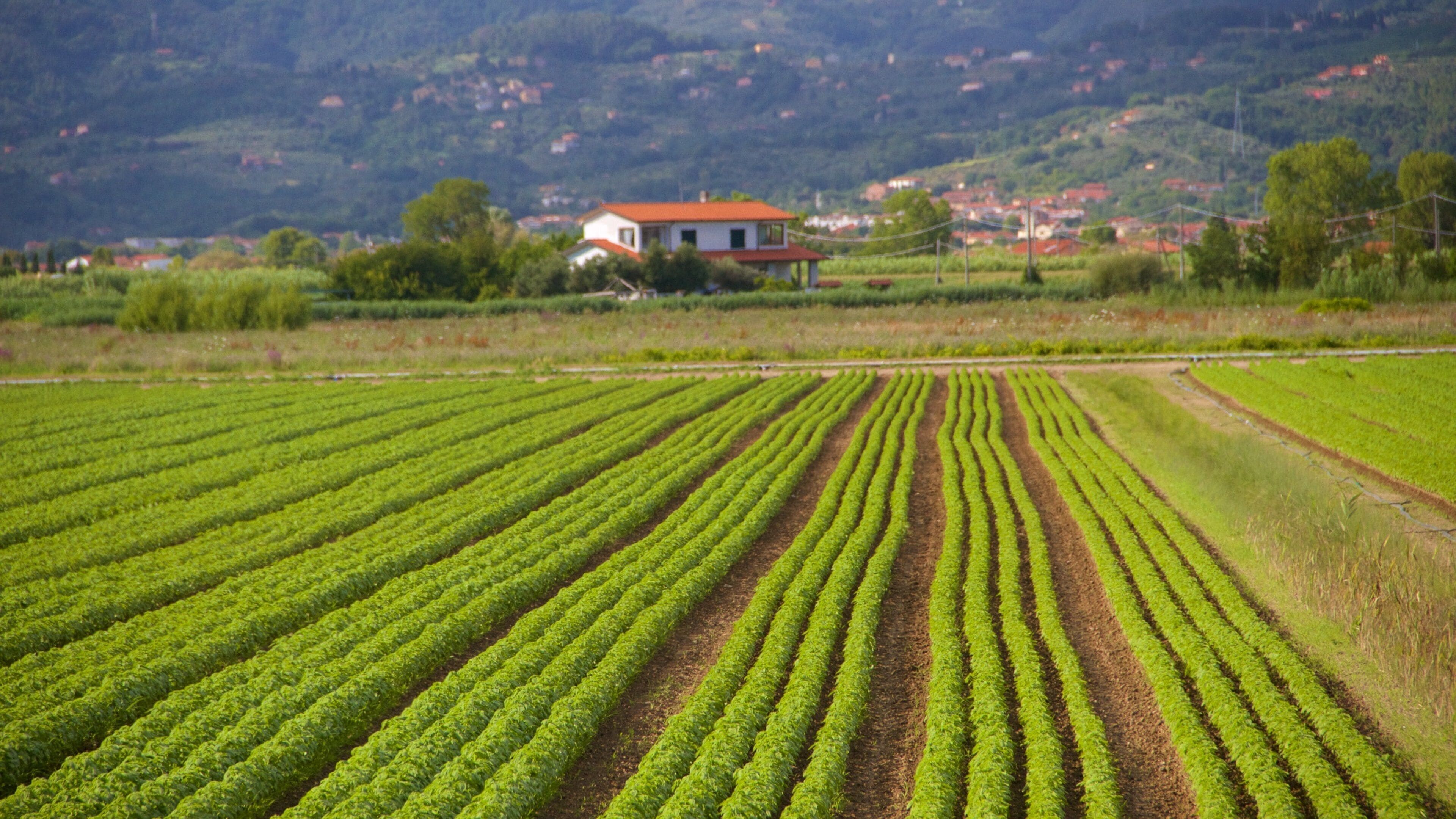 Province of Massa Carrara showing a house, tranquil scenes and farmland