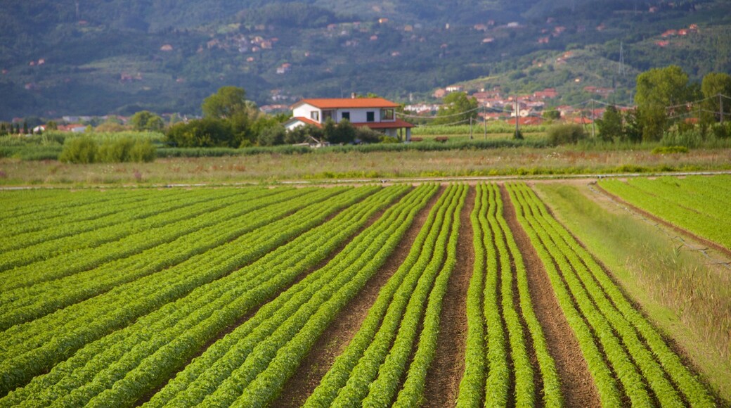 Province of Massa Carrara showing a house, tranquil scenes and farmland