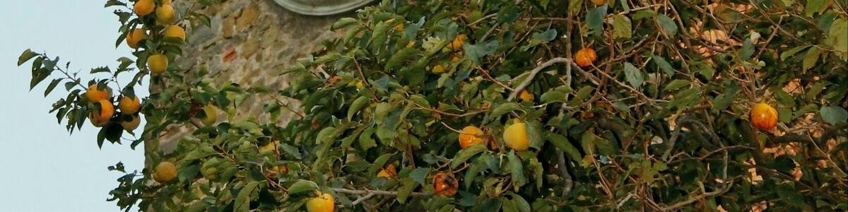 Old ClockTower in Montecatini Alto
#InStone