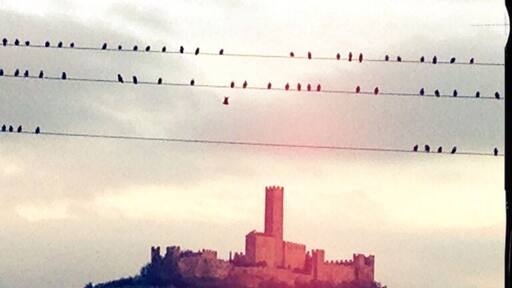 The Castle of Montecchio Vesponi is a walled, castle with turrets and battlements, which occupies the top of a hill (Montecchio), overlooking the Val di Chiana, named and drawn on a well-documented survey map by Leonardo da Vinci in 1503.
Many cultural events have taken place within its walls, including art exhibitions (the last being one of works of Manzù), concerts, folklore festivals, re- enactments and events in the local dialect. Famous visitors to the Castle have included the late Queen Elizabeth, The Queen Mother (of England) who came to learn Documentary Moviesmore about the castle and the area and owned in 1384 by another Englishman, Sir John Hawkwood (known in Italian as Giovanni Acuto). Hawkwood appears in the world famous fresco by Paolo Uccello in the Cathedral of Santa Maria del Fiore, The Duomo of Florence.
#Tuscany #Castle #Montecchio #Vesponi #Valdichiana #Castiglion Fiorentino