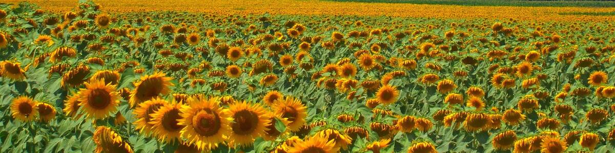 Castiglion Fiorentino e i girasoli della Val di Chio