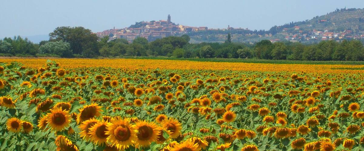 Castiglion Fiorentino e i girasoli della Val di Chio