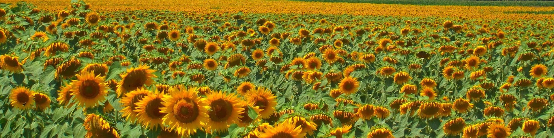 Castiglion Fiorentino e i girasoli della Val di Chio