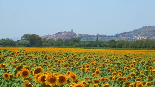 Castiglion Fiorentino e i girasoli della Val di Chio
