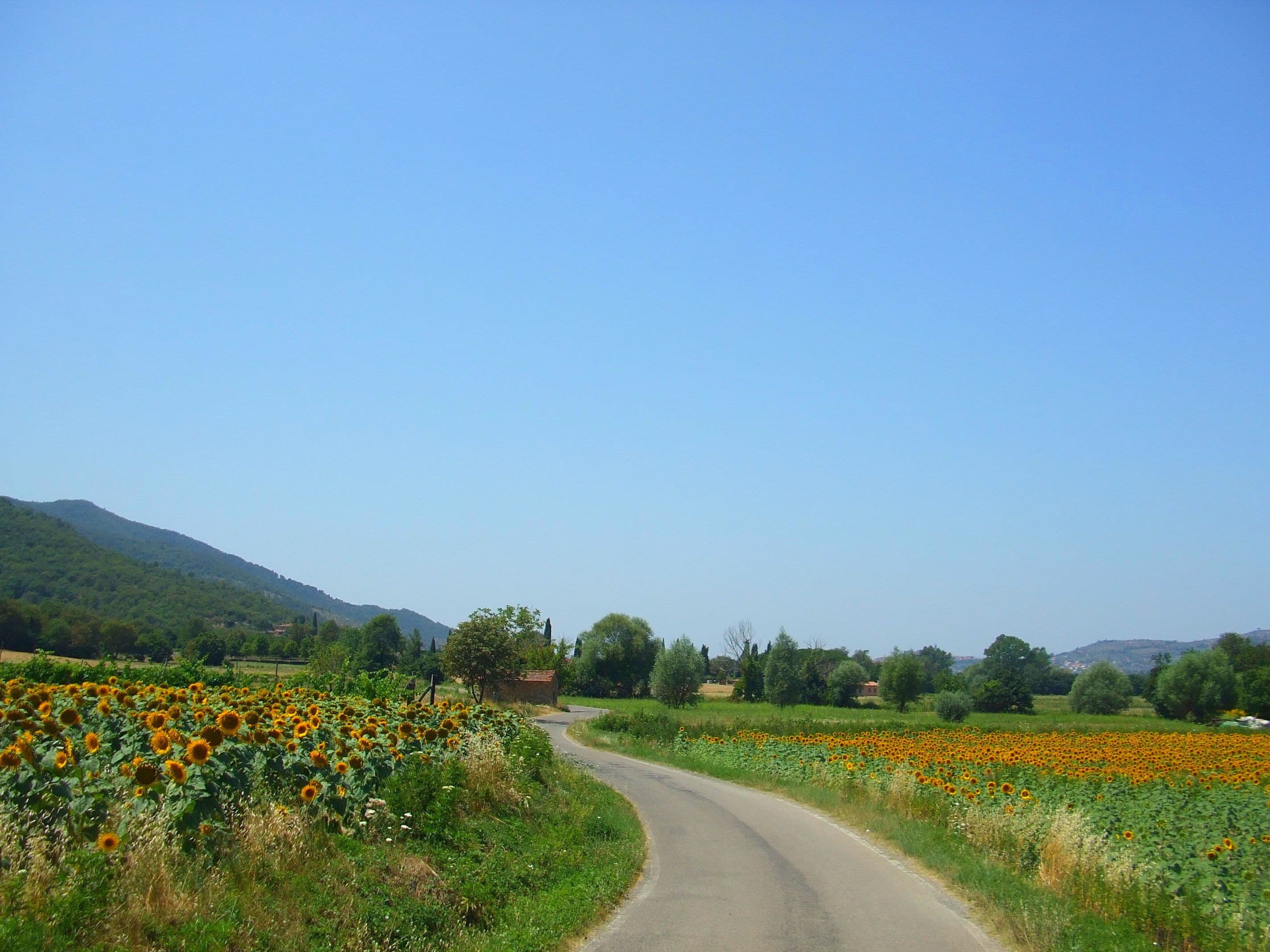 A rural road curving through fields of sunflowers, with green hills and scattered trees in the background.