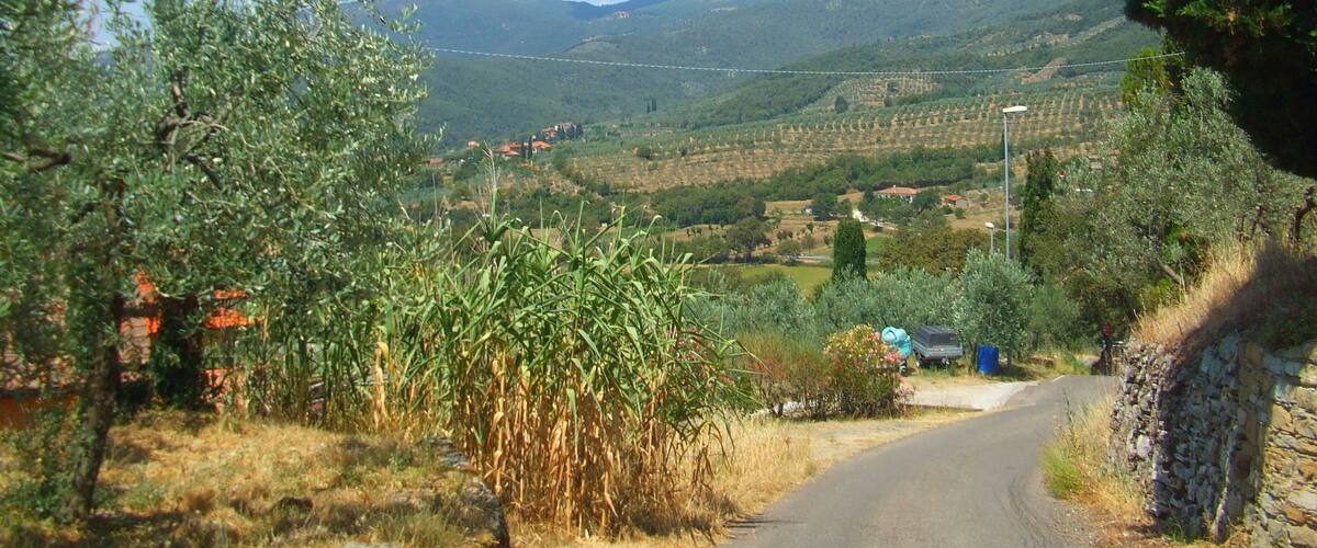 A rural road flanked by trees and fields, leading to a distant village.