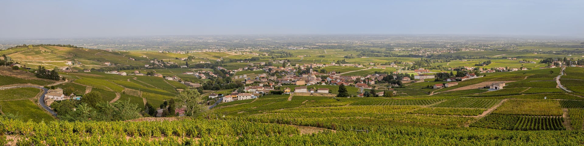 A vineyard landscape with rolling hills, a small town, and a distant view of a larger city.