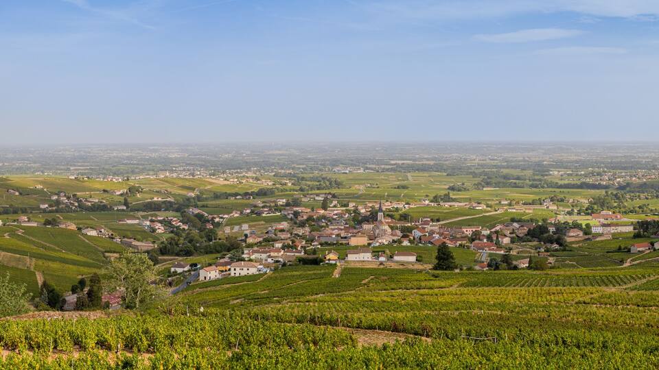 A vineyard landscape with rolling hills, a small town, and a distant view of a larger city.