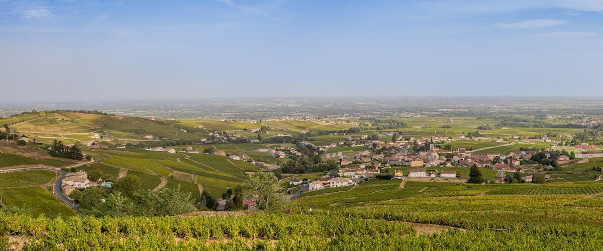A vineyard landscape with rolling hills, a small town, and a distant view of a larger city.