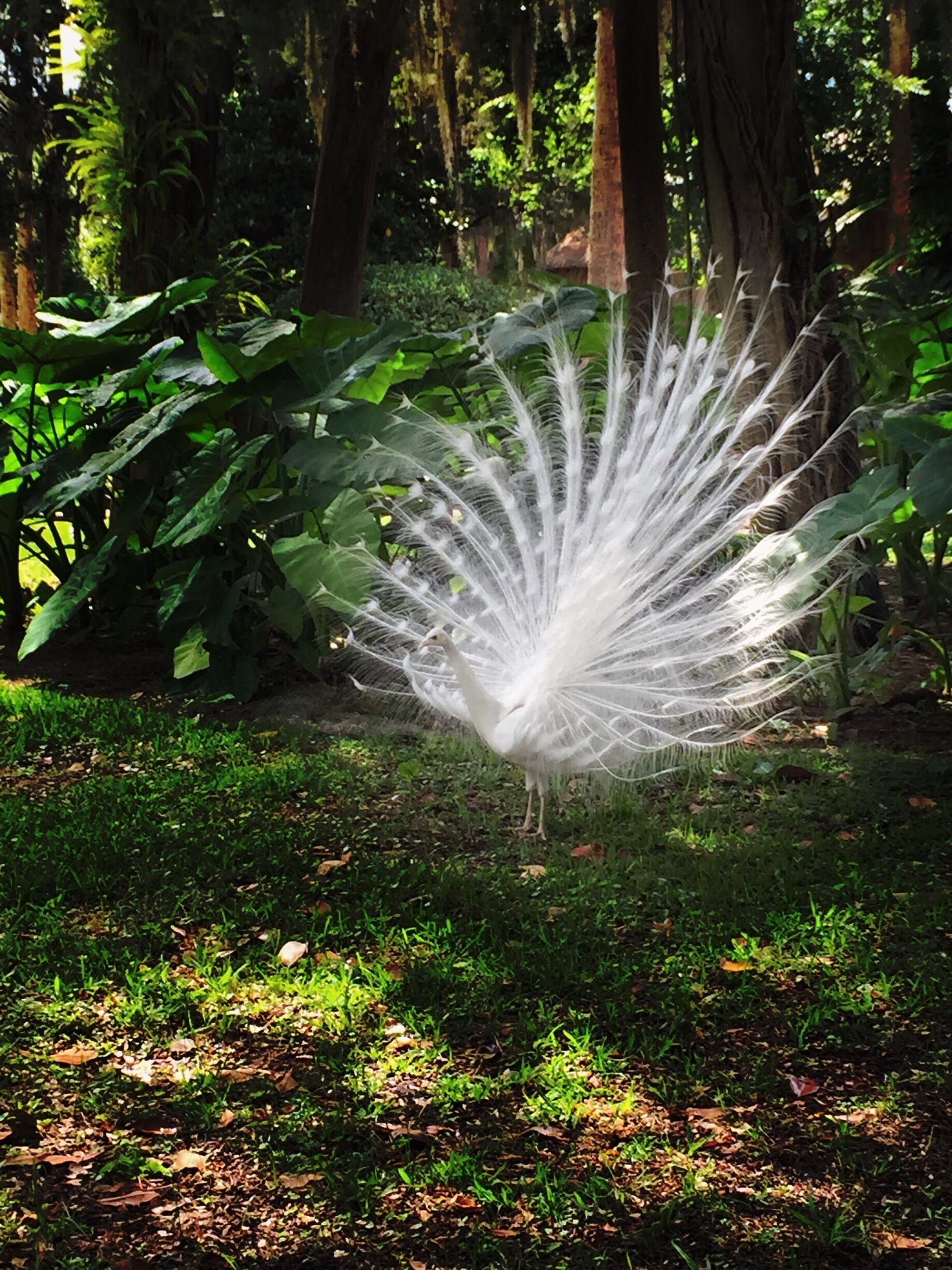 Beautiful Albino peacock on the grounds at the fountain of youth.