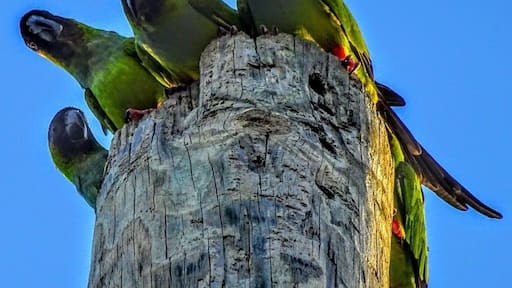 A communal roost of five nanday parakeets (Aratinga nenday) in a hollow utility pole at a miniature golf course.
These birds are native to South America, but released/escaped/abandoned caged birds have been known to establish groupings in California, Texas and Florida.
