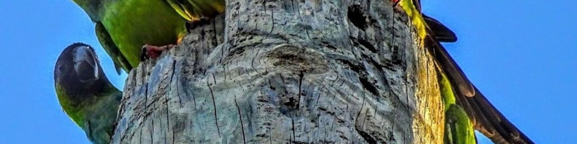 A communal roost of five nanday parakeets (Aratinga nenday) in a hollow utility pole at a miniature golf course.
These birds are native to South America, but released/escaped/abandoned caged birds have been known to establish groupings in California, Texas and Florida.
