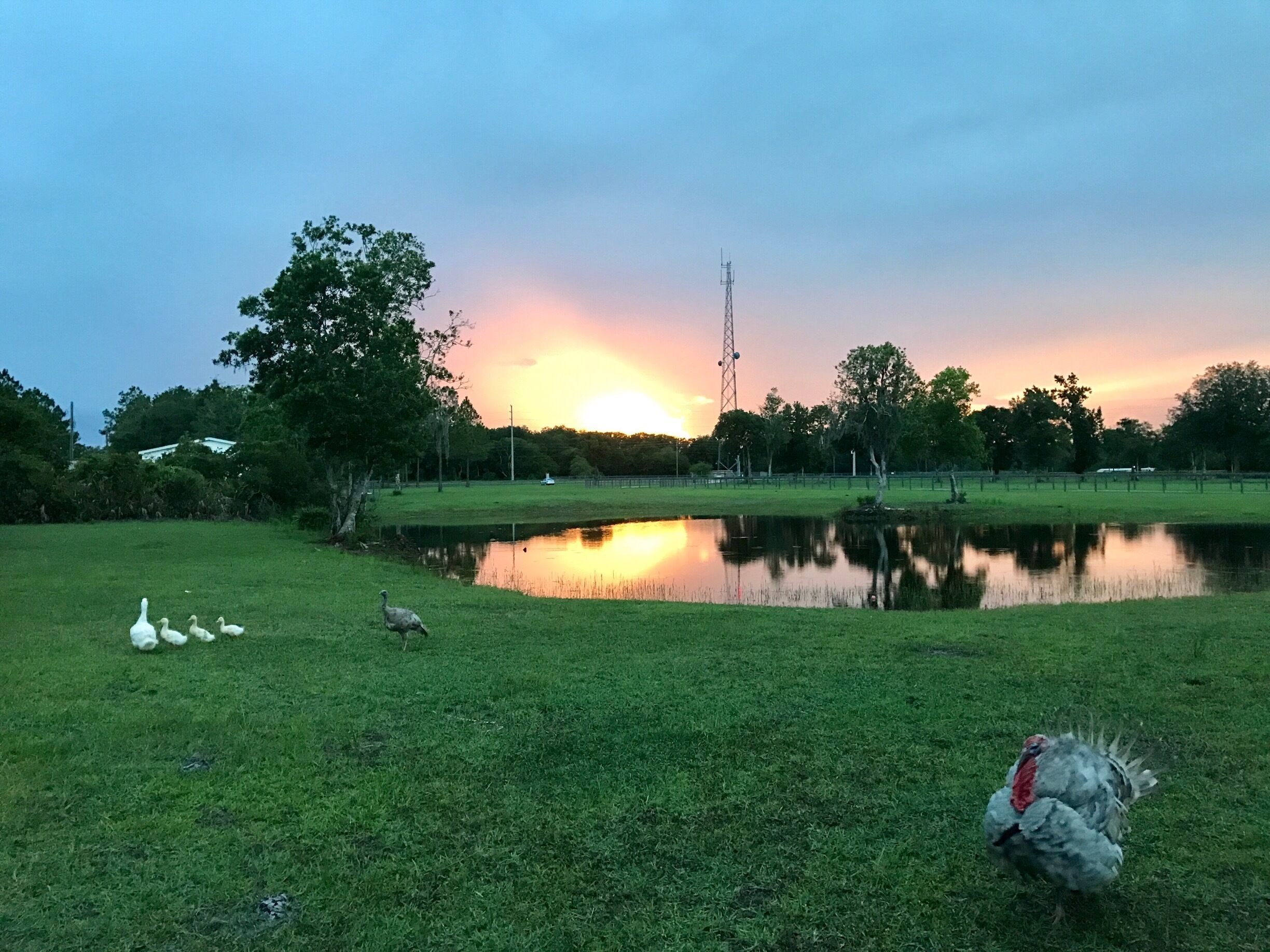 Florida Farm life 🦃