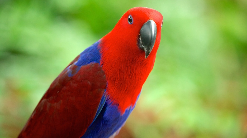 Sentosa Island som visar åkattraktioner, zoodjur och fåglar