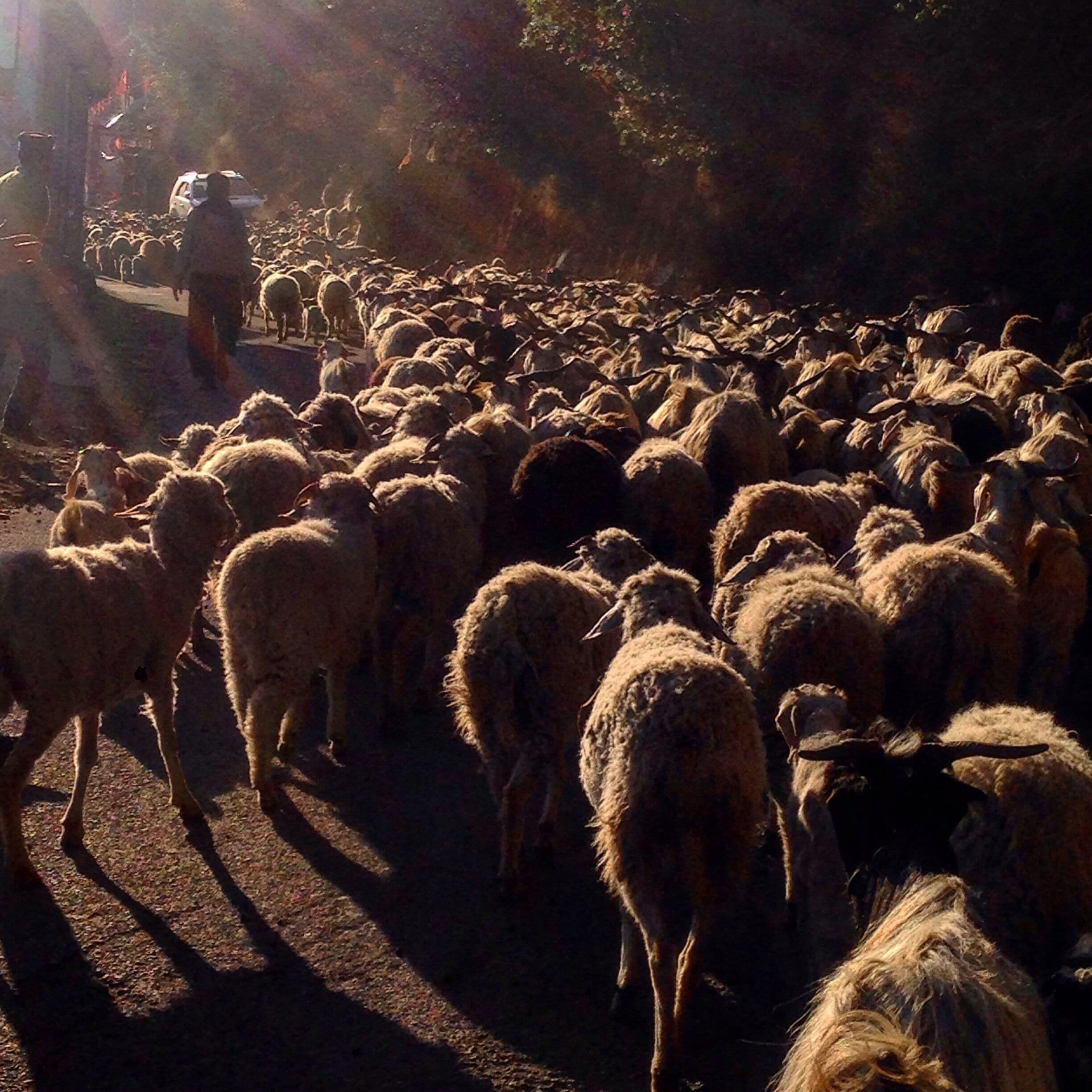 The cutest traffic jammers in the afternoon sun bleating their way home 