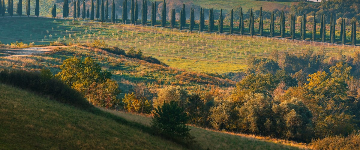 Rolling hills, a line of tall cypress trees, and a misty valley.