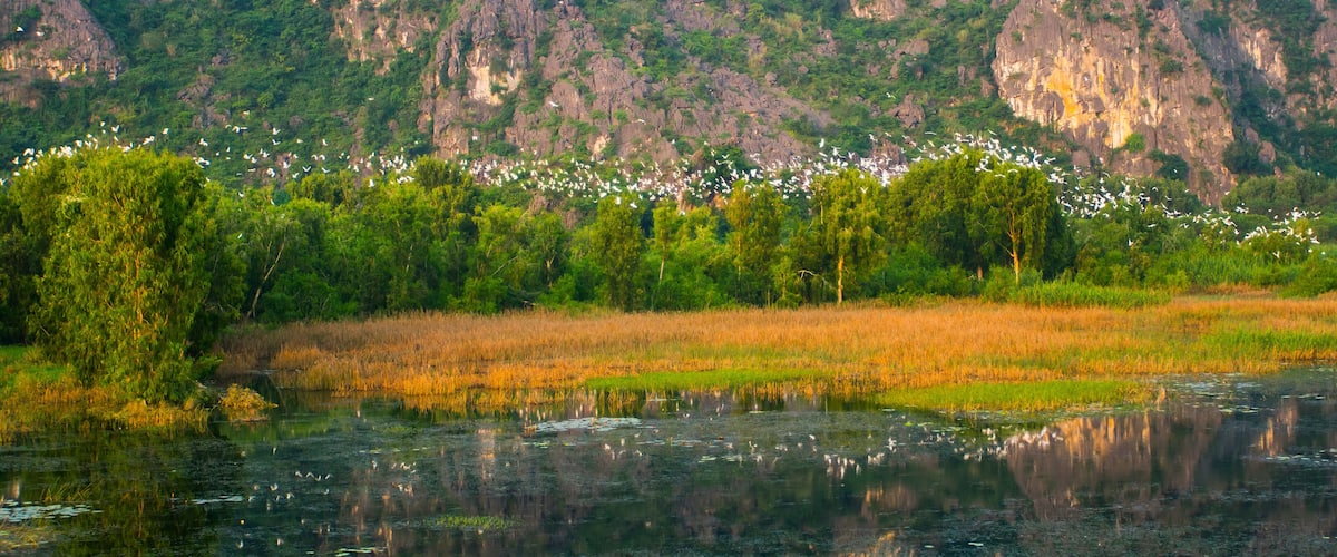 A lake with reflections of trees and a flock of birds in the distance.