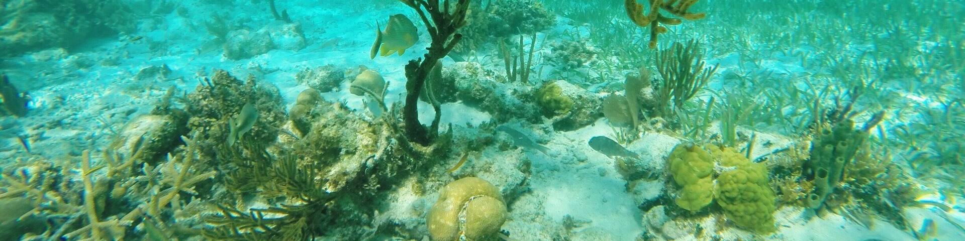 Unda da sea 🐠 in Belize!