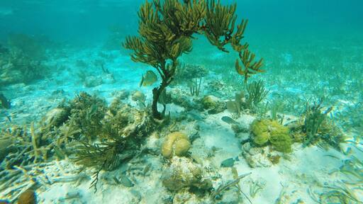 Unda da sea 🐠 in Belize!