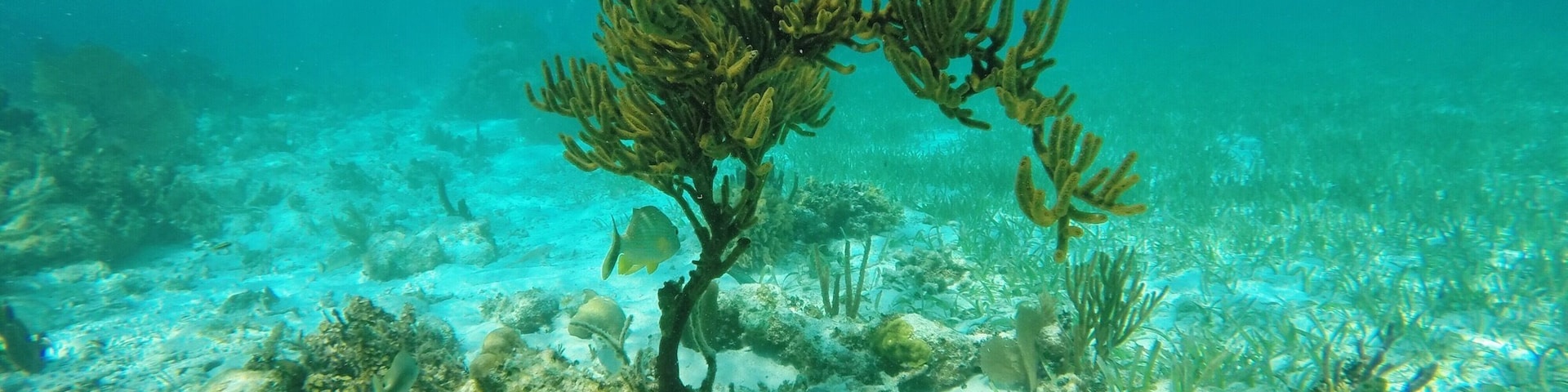 Unda da sea 🐠 in Belize!