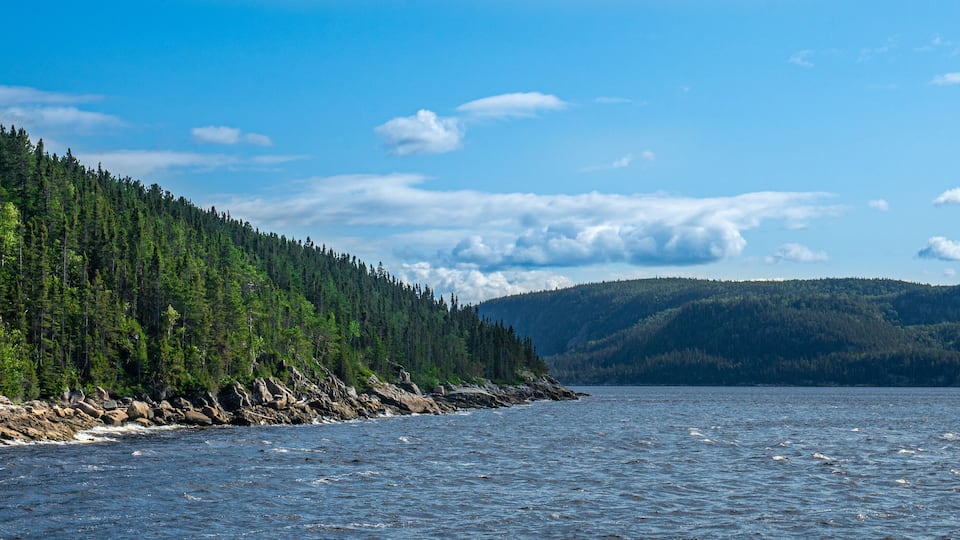 A coastal forest with a rocky shoreline and a calm sea.