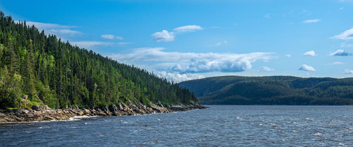 A coastal forest with a rocky shoreline and a calm sea.