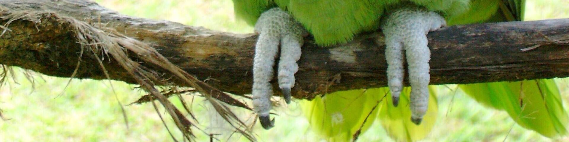 We were having breakfast on the patio and I was able to get this close to the parrot.