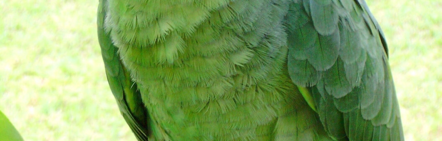We were having breakfast on the patio and I was able to get this close to the parrot.