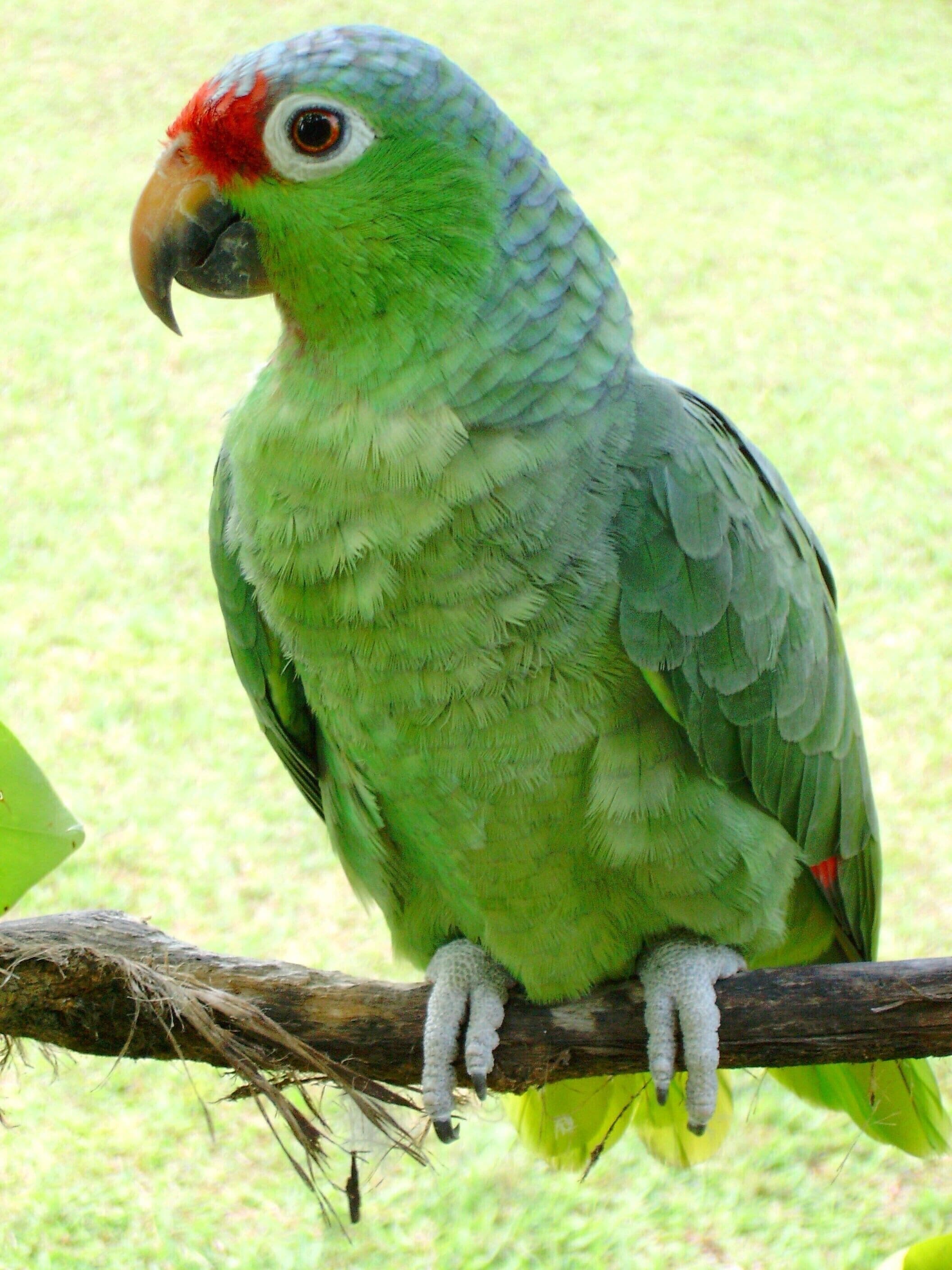 A green parrot with a red face and white eye, perched on a branch.