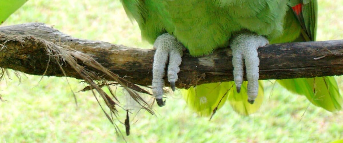 A green parrot with a red face and white eye, perched on a branch.