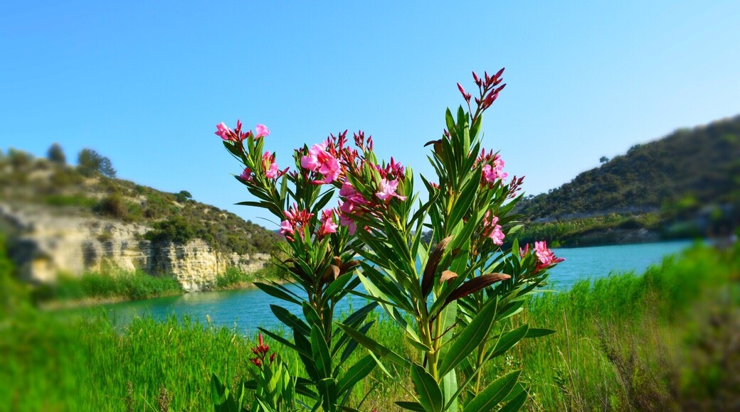 Oleander flower