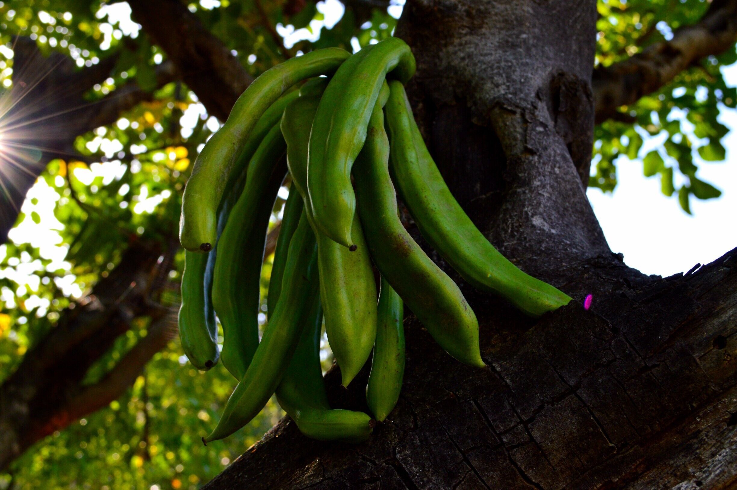 Carob tree