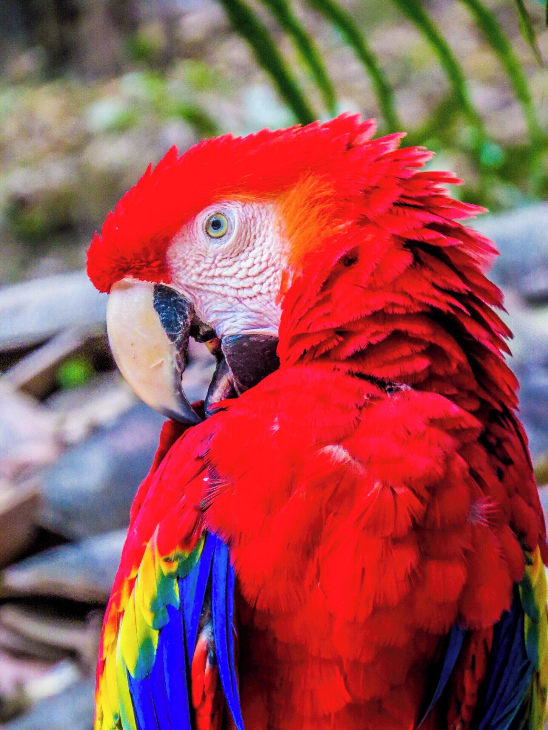 Macaw Mountain, Honduras. It is located about 3 Km away from Copan Ruinas. Worth a visit.