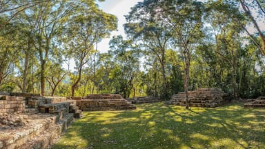 Ruínas antigas de pedra cercadas por uma floresta densa.