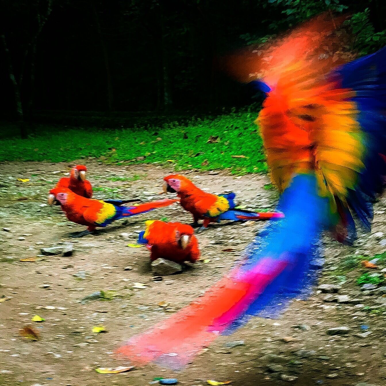 Be sure to spend some time observing the Macaws when you’re at the ruins. It’s magical to see these creatures in the wild.

#honduras #macaws #wanderlust #allthecolors #ruins 