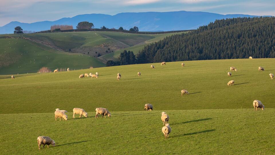 Flock of Sheep grazing on a farm in winter time. Gore, Southland, New Zealand
