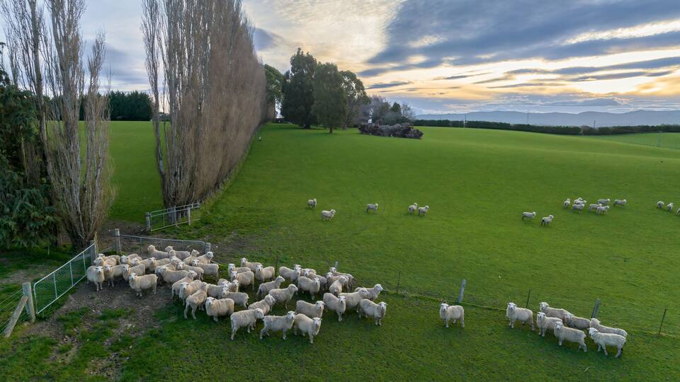 Aerial: Flock of Sheep grazing on a farm in winter time. Gore, Southland, New Zealand