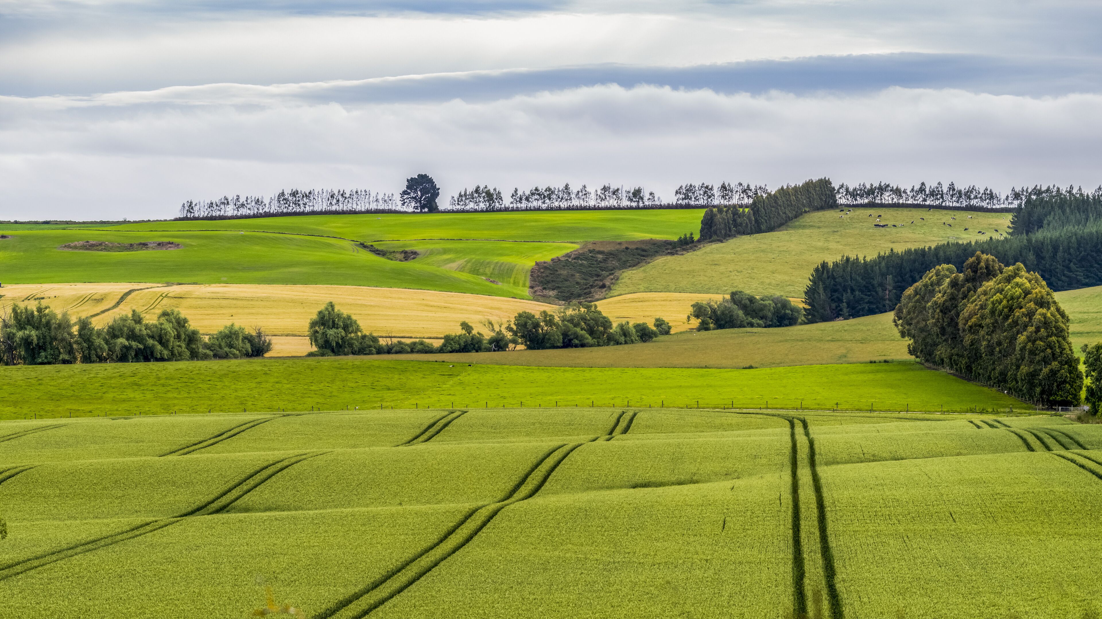 Tractor lines in planted fields with tree-lined hills on the horizon; Gore, Longridge North, Southland, New Zealand