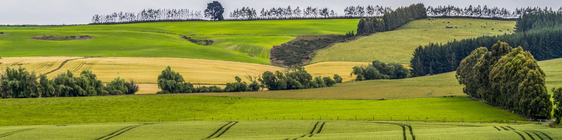 Tractor lines in planted fields with tree-lined hills on the horizon; Gore, Longridge North, Southland, New Zealand