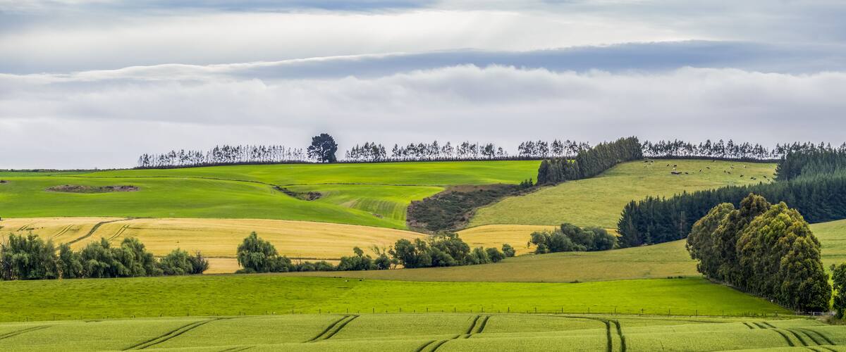 Rolling green fields, a large tree, and a distant tree line under a cloudy sky.