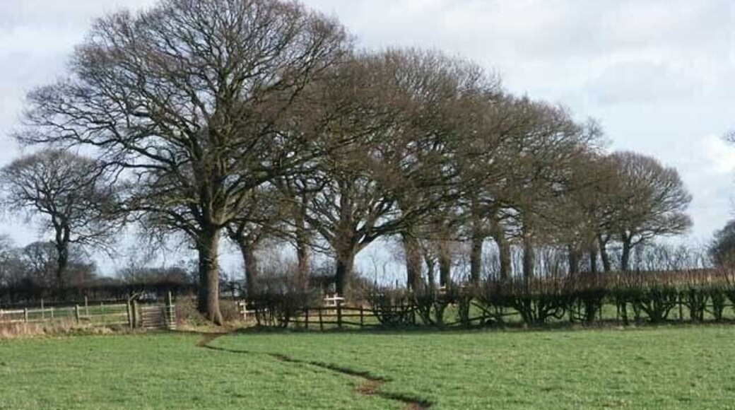 A fine line of trees near Morleymoor farm