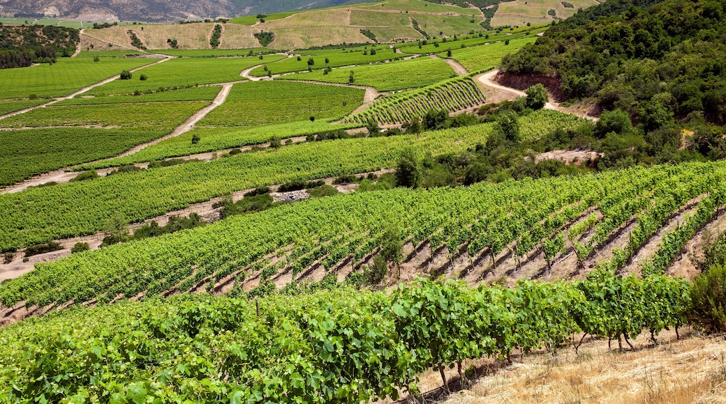 Vineyards in the Colchagua Valley - Chile
