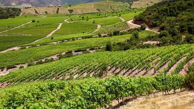 Viñedo con hileras de vid, campos en terrazas y montañas al fondo.