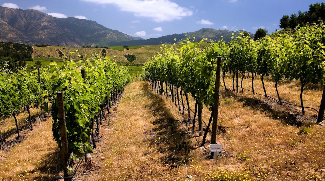 Chilean Wine - Vineyards - Chile